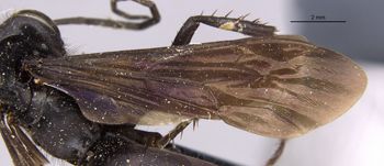 Media type: image;   Entomology 13667 Aspect: Wing front